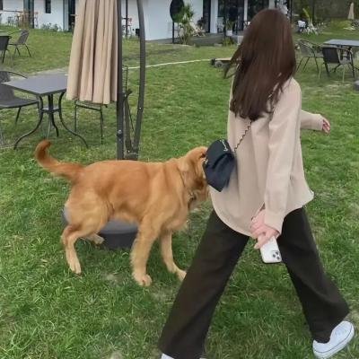 单身骑士